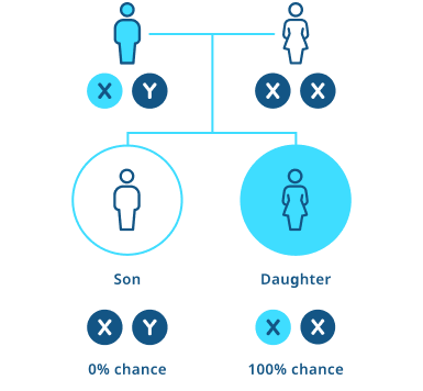 Diagram showing X-linked inheritance when a father has XLH and the mother does not. All daughters inherit the affected X chromosome and have XLH (100% chance), while no sons inherit XLH (0% chance)