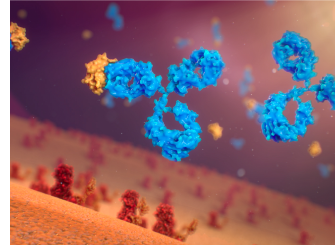 Antibodies binding to FGF23 proteins to help reduce phosphate loss and increase phosphorus levels in the body for people with XLH
